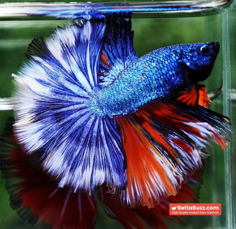 Betta fish Fancy Blue Dragon Nemo Hawk OHM - Image 7