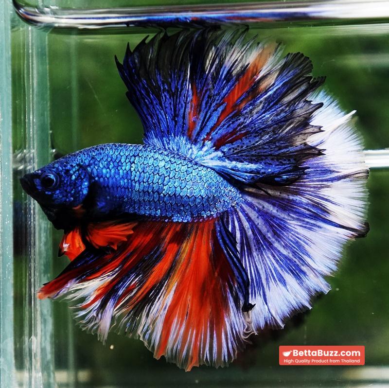 Betta fish Fancy Blue Dragon Nemo Hawk OHM - Image 6