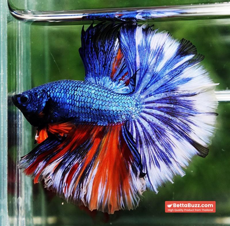 Betta fish Fancy Blue Dragon Nemo Hawk OHM - Image 2