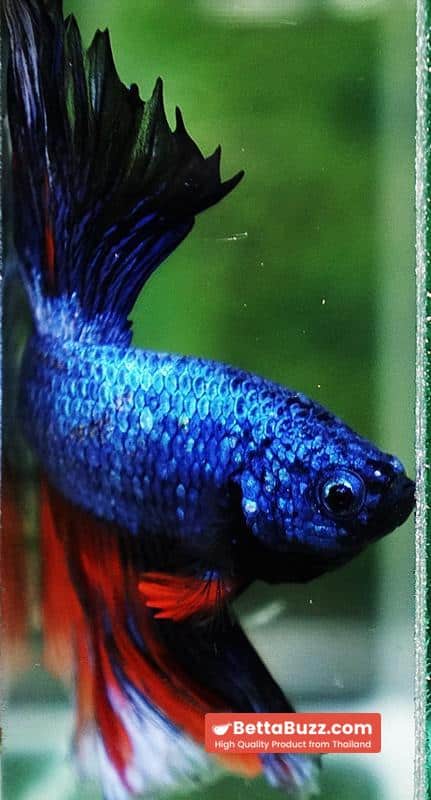 Betta fish Fancy Blue Dragon Nemo Hawk OHM - Image 8