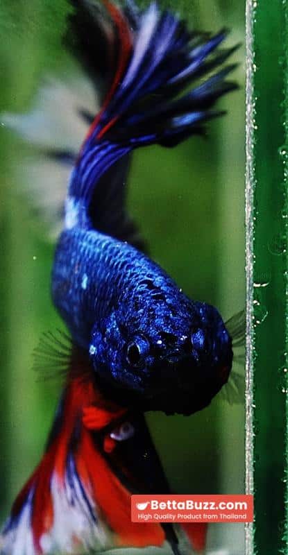 Betta fish Fancy Blue Dragon Nemo Hawk OHM - Image 9