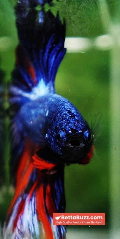 Betta fish Fancy Blue Dragon Nemo Hawk OHM - Image 10