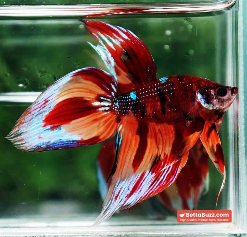 Betta fish Blaze Burn VT (Comp Grade) - Image 4