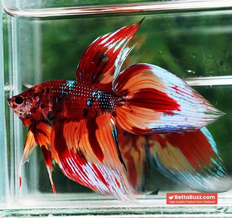 Betta fish Blaze Burn VT (Comp Grade) - Image 5