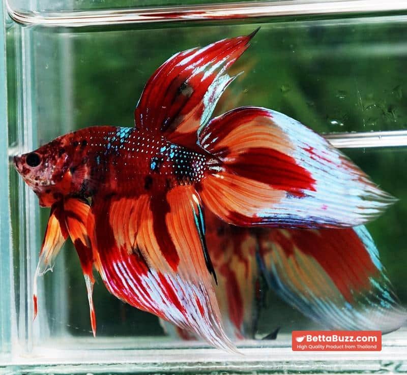 Betta fish Blaze Burn VT (Comp Grade) - Image 3