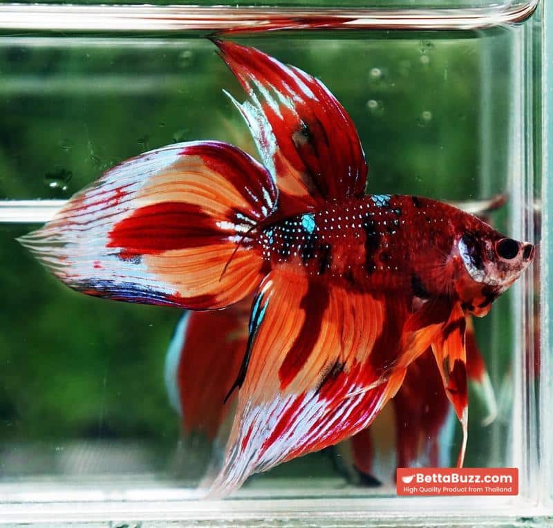 Betta fish Blaze Burn VT (Comp Grade) - Image 6