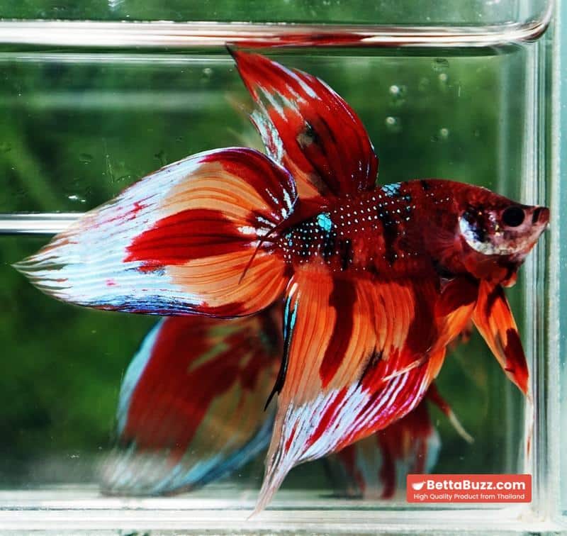 Betta fish Blaze Burn VT (Comp Grade) - Image 2