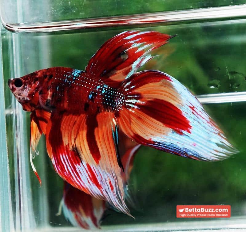 Betta fish Blaze Burn VT (Comp Grade) - Image 7