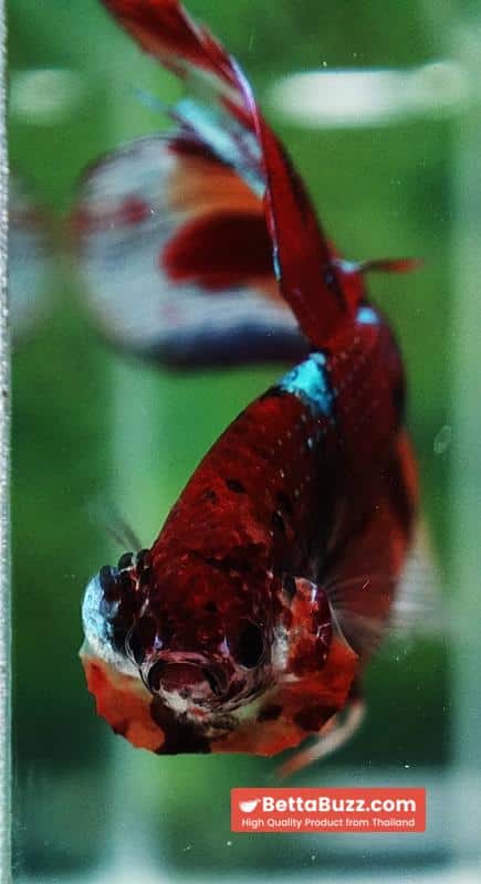 Betta fish Blaze Burn VT (Comp Grade) - Image 8