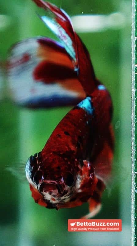 Betta fish Blaze Burn VT (Comp Grade) - Image 9