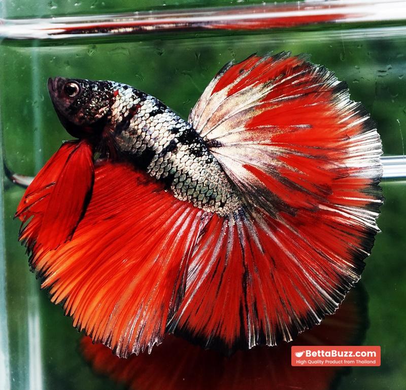 Betta fish Hell Caraxes Copper Warrior OHM - Image 4