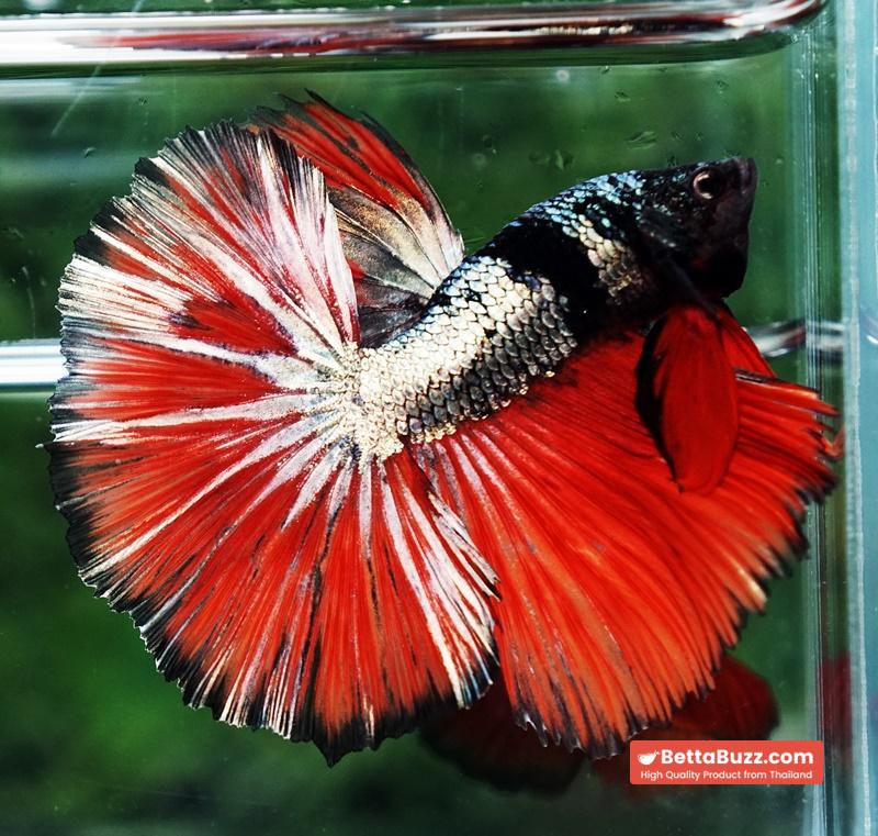 Betta fish Hell Caraxes Copper Warrior OHM - Image 5