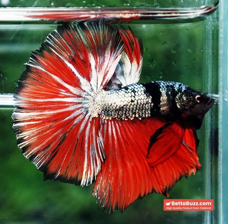 Betta fish Hell Caraxes Copper Warrior OHM - Image 7