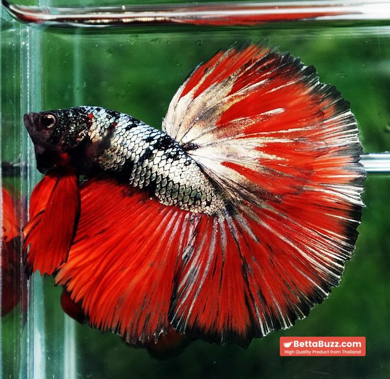 Betta fish Hell Caraxes Copper Warrior OHM - Image 6