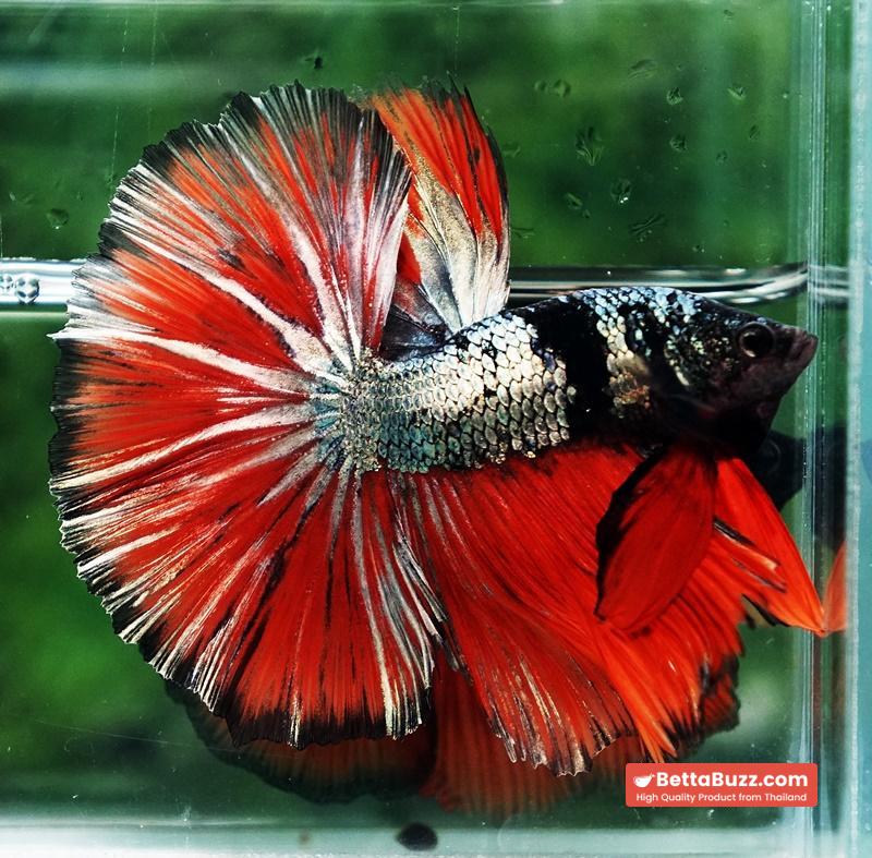 Betta fish Hell Caraxes Copper Warrior OHM - Image 2