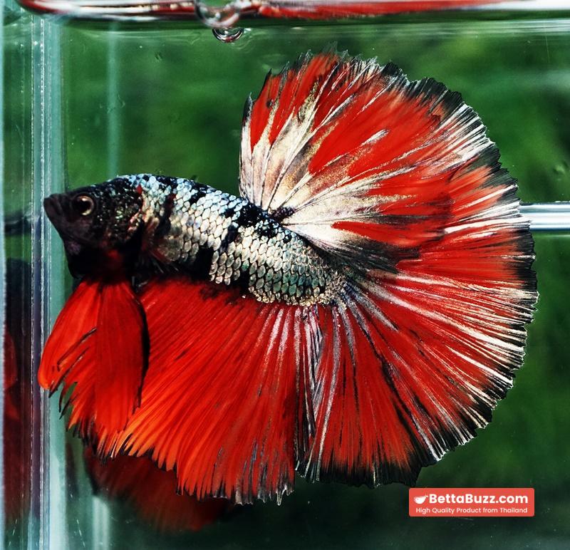 Betta fish Hell Caraxes Copper Warrior OHM - Image 3
