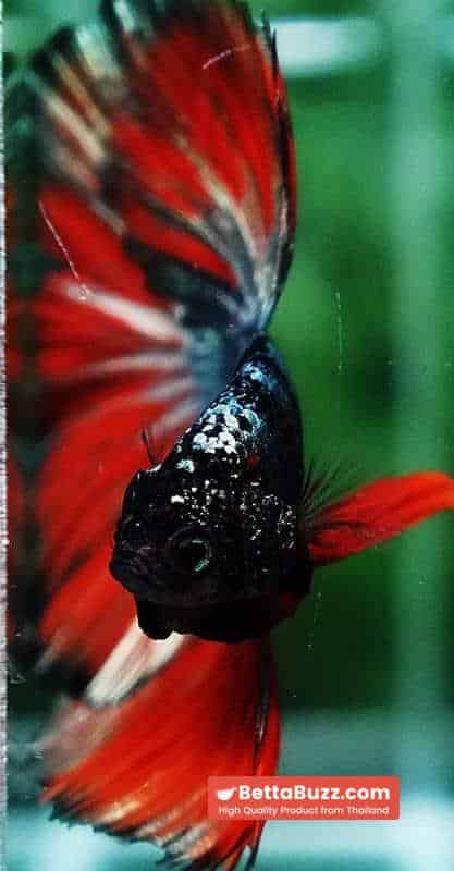 Betta fish Hell Caraxes Copper Warrior OHM - Image 8
