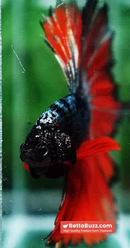 Betta fish Hell Caraxes Copper Warrior OHM - Image 9