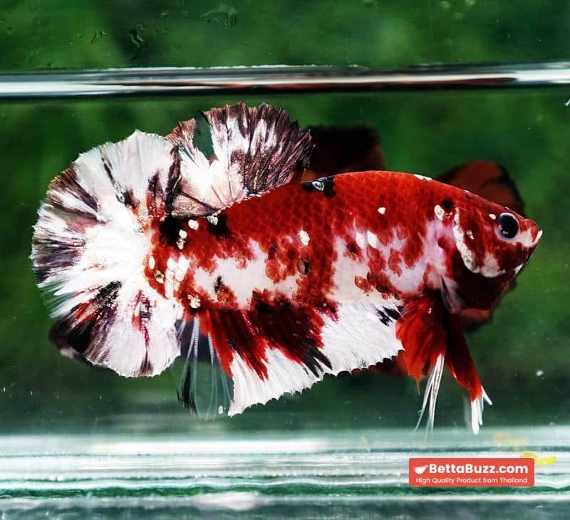Betta fish Copper Red Koi Star HMPK - Image 3