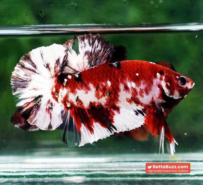 Betta fish Copper Red Koi Star HMPK - Image 5