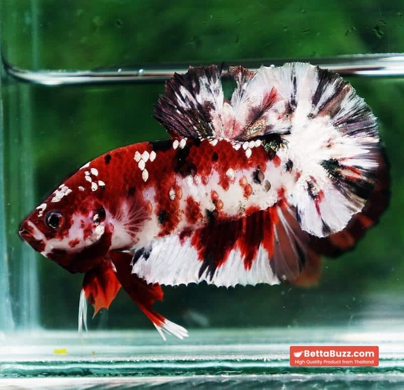 Betta fish Copper Red Koi Star HMPK - Image 6