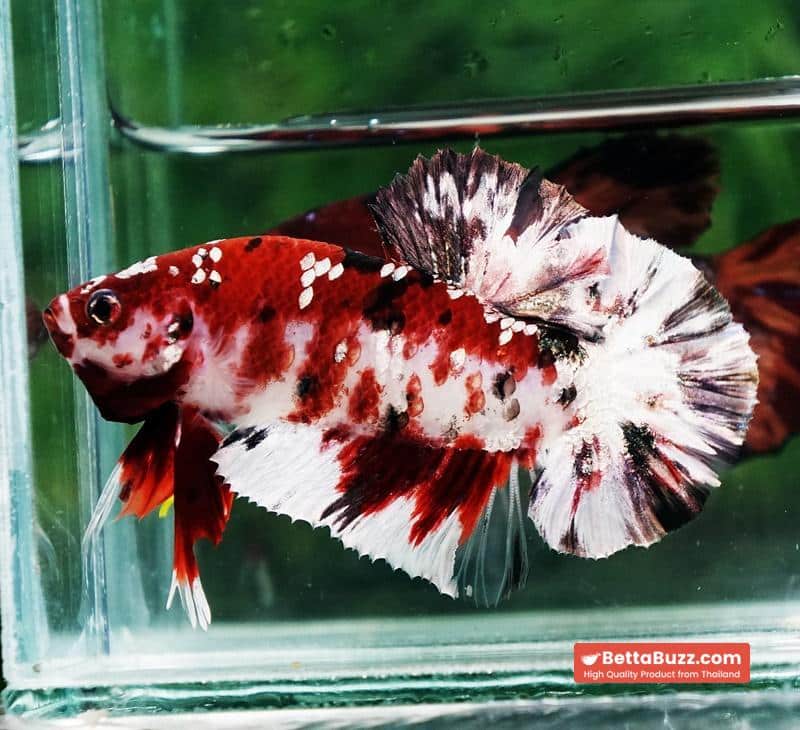 Betta fish Copper Red Koi Star HMPK - Image 4