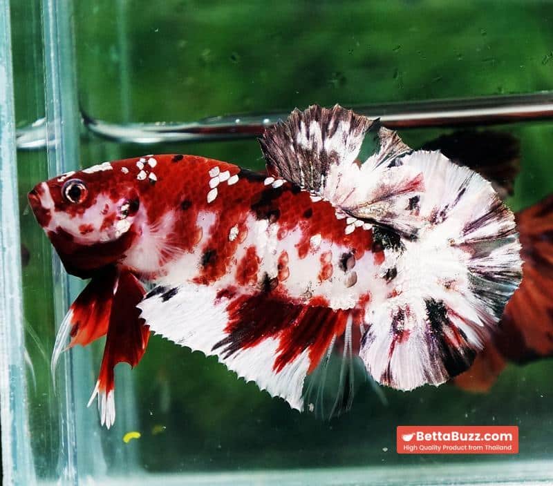 Betta fish Copper Red Koi Star HMPK - Image 2