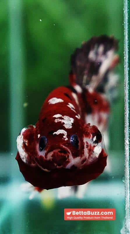 Betta fish Copper Red Koi Star HMPK - Image 7