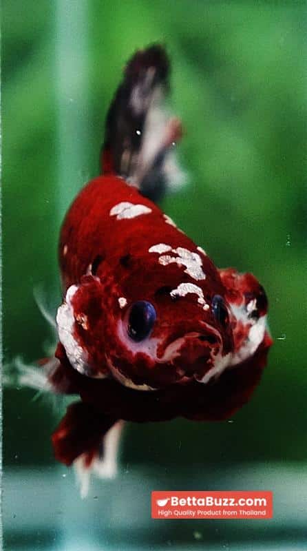 Betta fish Copper Red Koi Star HMPK - Image 8