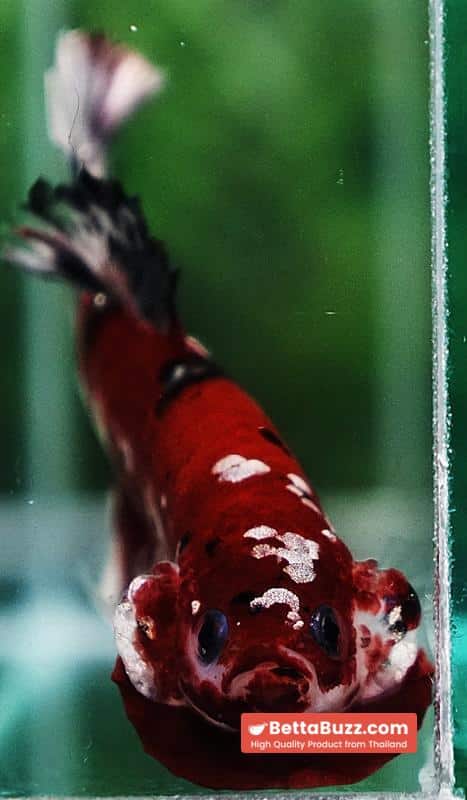 Betta fish Copper Red Koi Star HMPK - Image 9