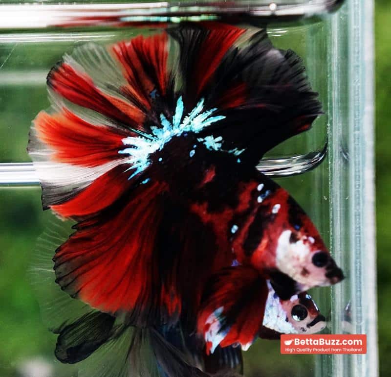 Betta fish Red Tiger Koi OHM - Image 3