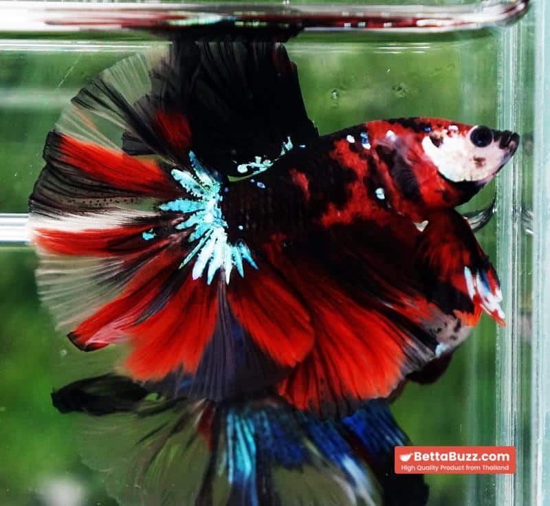 Betta fish Red Tiger Koi OHM - Image 5