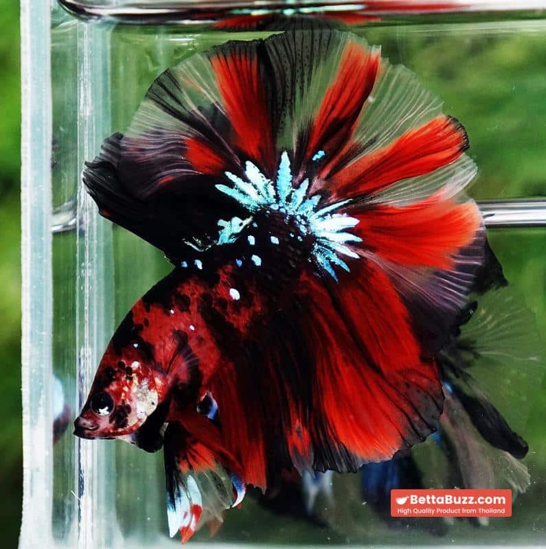 Betta fish Red Tiger Koi OHM - Image 2