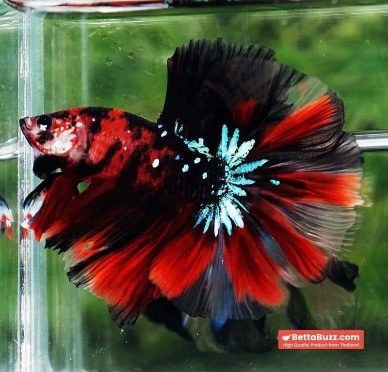 Betta fish Red Tiger Koi OHM - Image 4