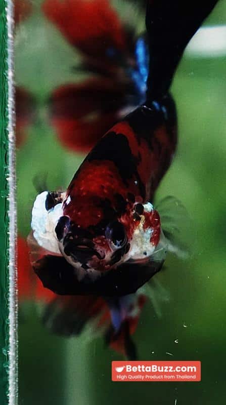Betta fish Red Tiger Koi OHM - Image 6