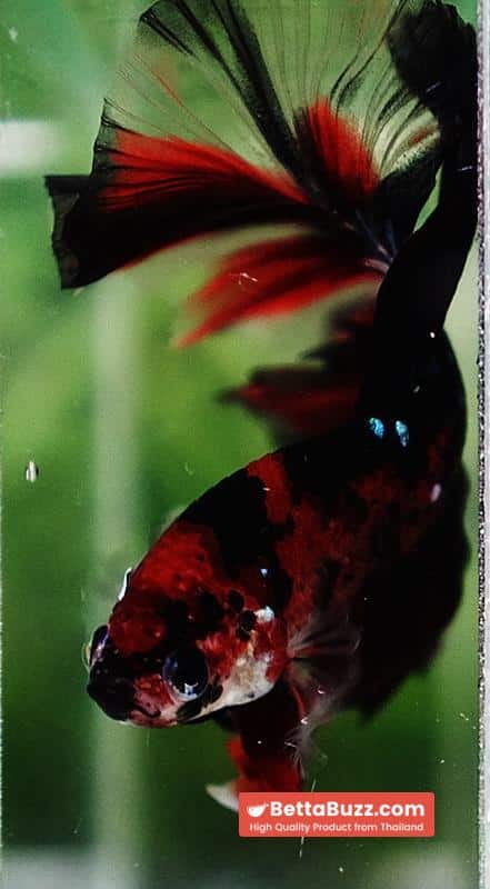 Betta fish Red Tiger Koi OHM - Image 7
