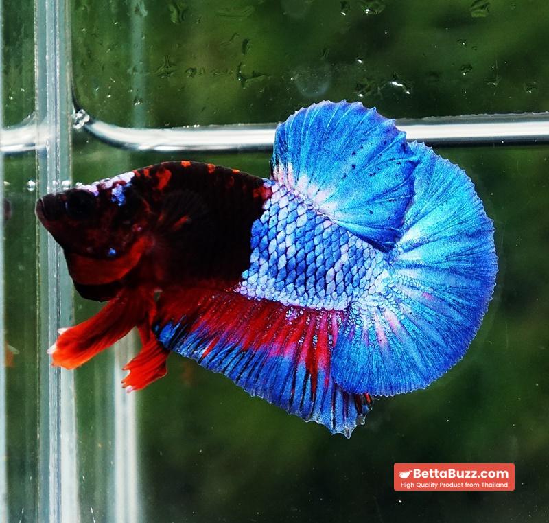 Betta fish Premium Hell boy Merman HMPK (Ultra Rare) - Image 7