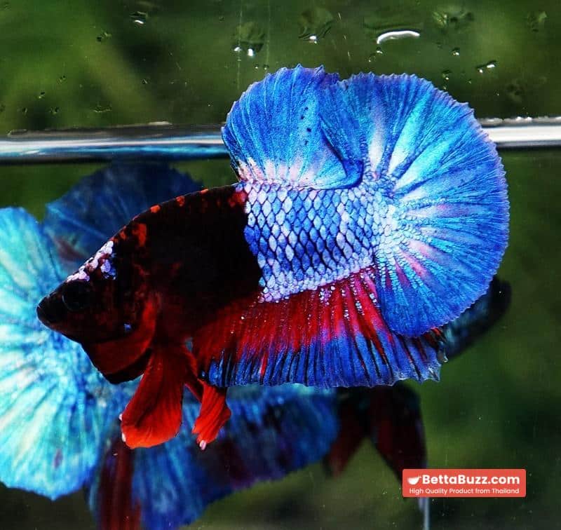 Betta fish Premium Hell boy Merman HMPK (Ultra Rare) - Image 6
