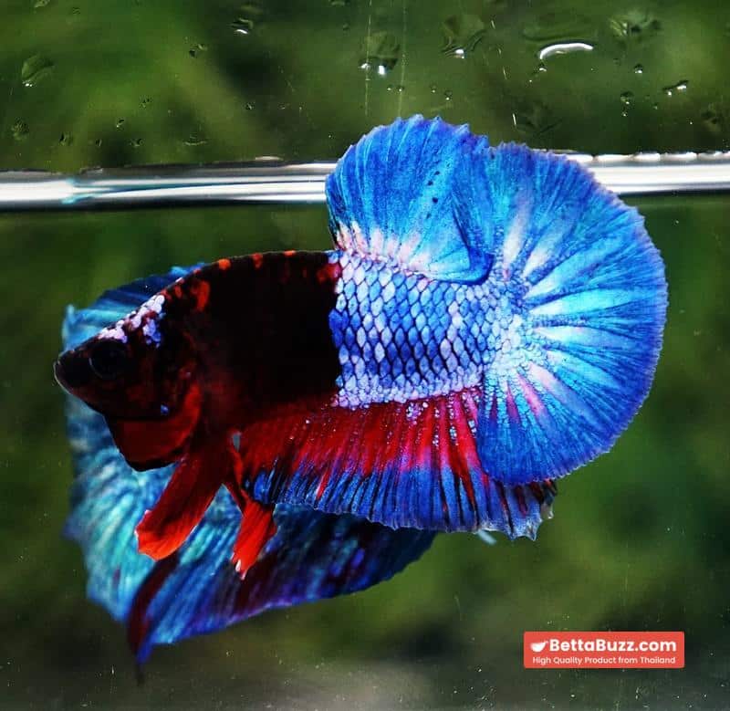Betta fish Premium Hell boy Merman HMPK (Ultra Rare) - Image 4