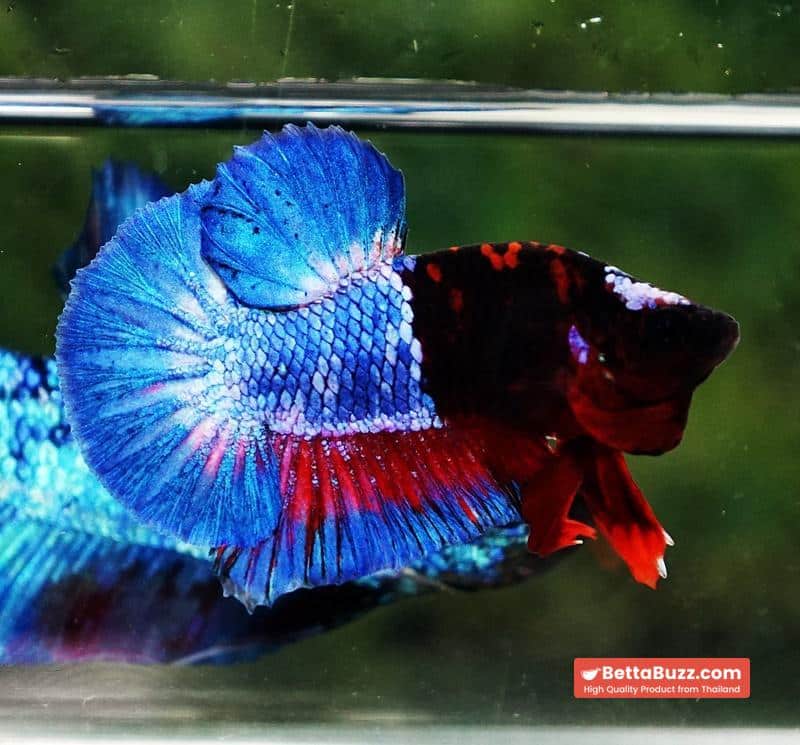 Betta fish Premium Hell boy Merman HMPK (Ultra Rare) - Image 3