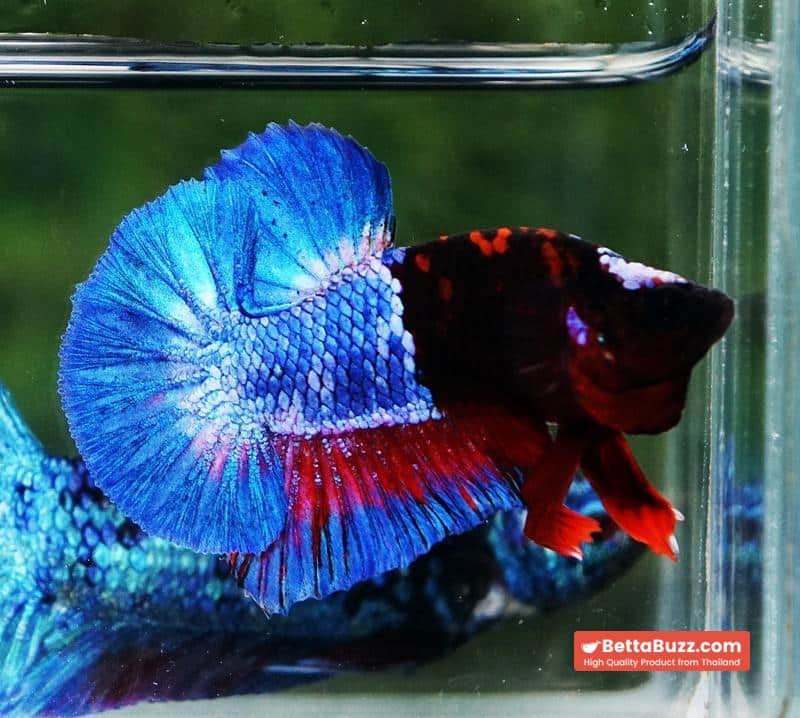 Betta fish Premium Hell boy Merman HMPK (Ultra Rare) - Image 5