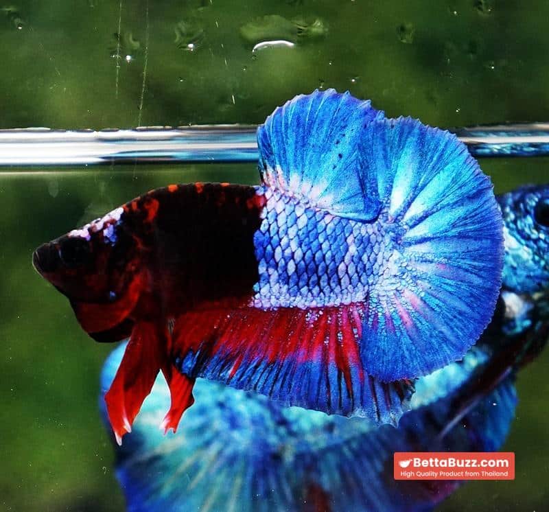 Betta fish Premium Hell boy Merman HMPK (Ultra Rare) - Image 2