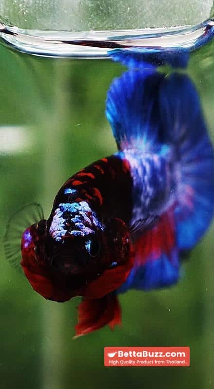 Betta fish Premium Hell boy Merman HMPK (Ultra Rare) - Image 8