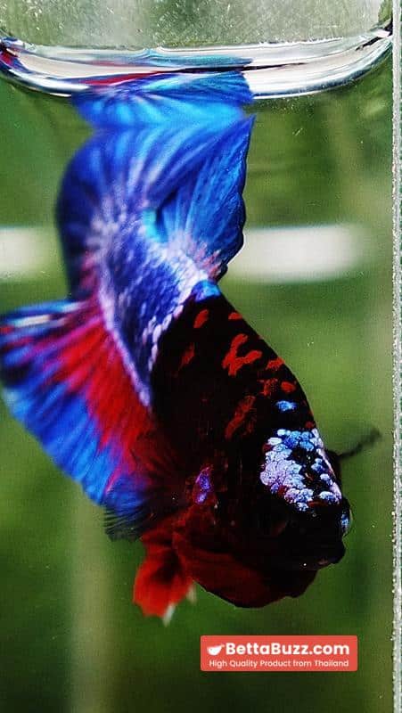 Betta fish Premium Hell boy Merman HMPK (Ultra Rare) - Image 9