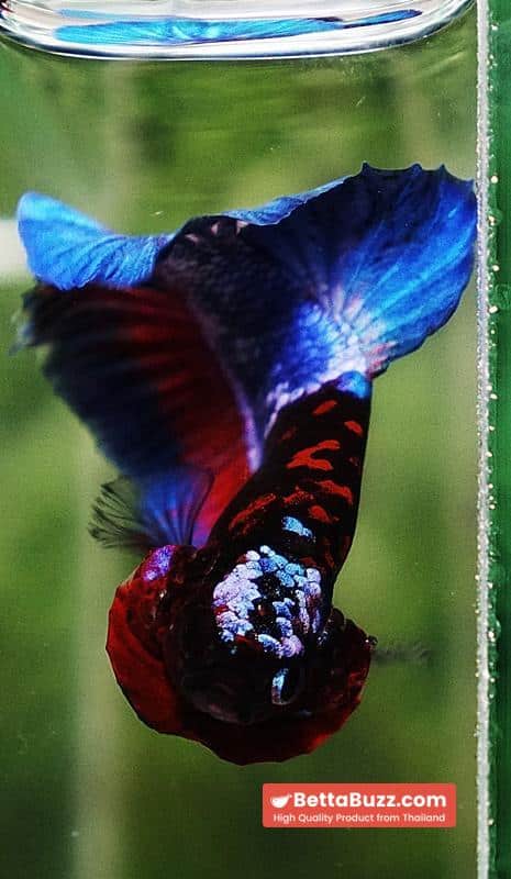 Betta fish Premium Hell boy Merman HMPK (Ultra Rare) - Image 10
