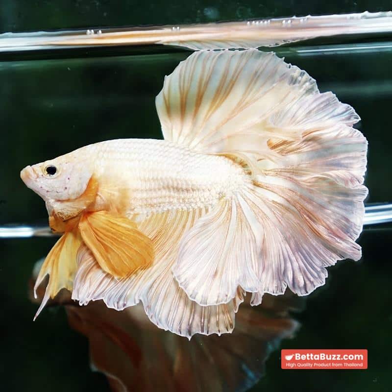 Betta fish Gold Dragon Rosetail OHM - Image 5
