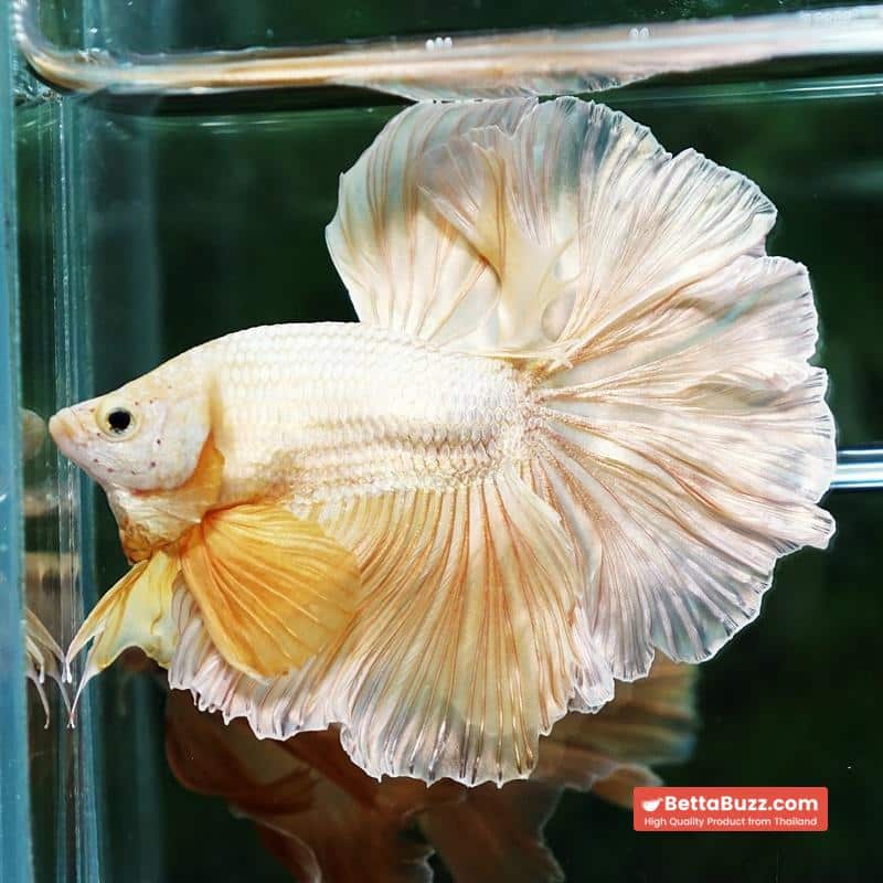 Betta fish Gold Dragon Rosetail OHM - Image 4