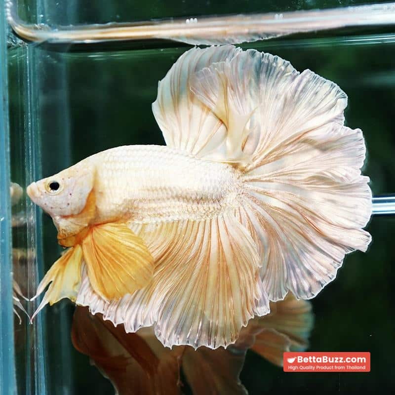 Betta fish Gold Dragon Rosetail OHM - Image 2