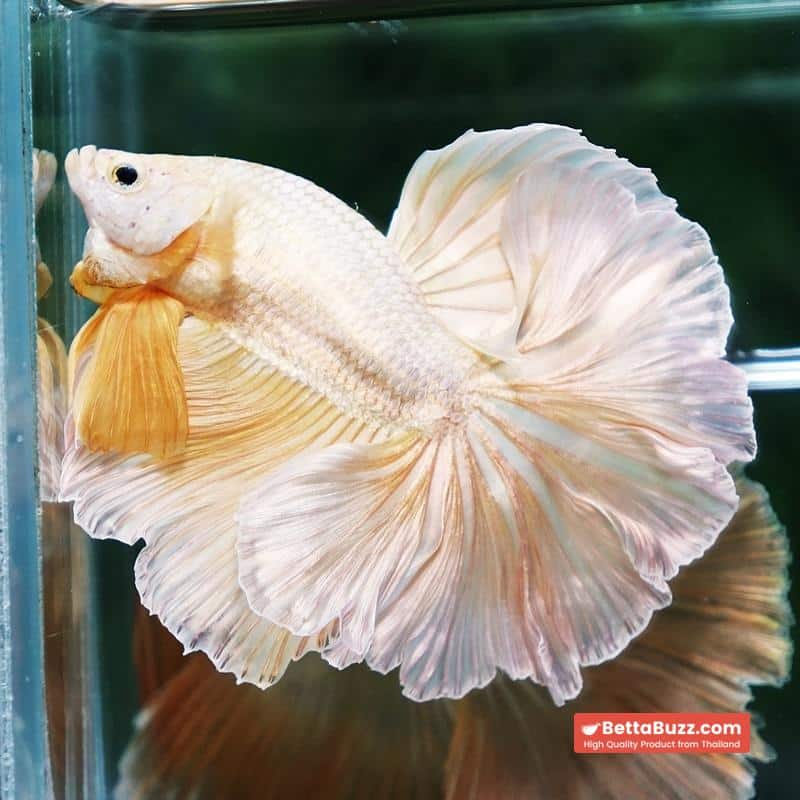 Betta fish Gold Dragon Rosetail OHM - Image 6