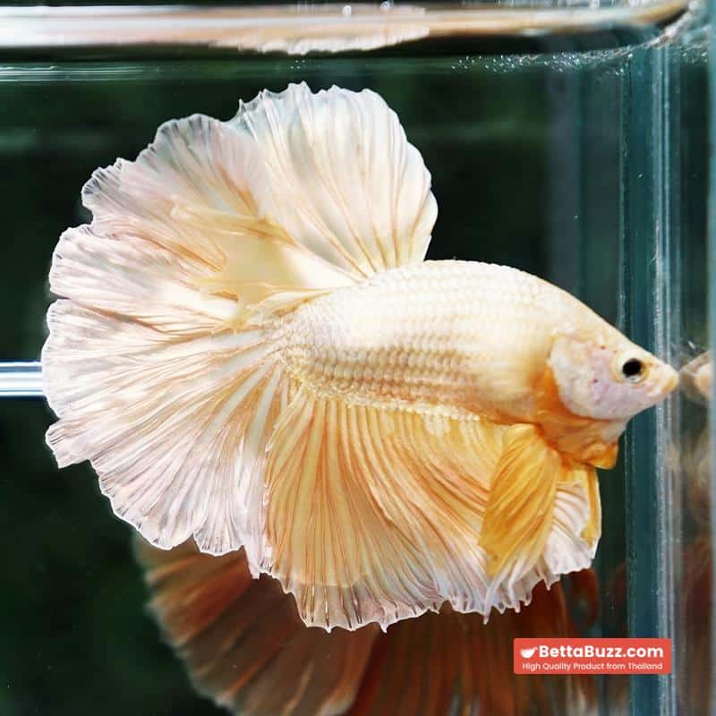 Betta fish Gold Dragon Rosetail OHM - Image 3
